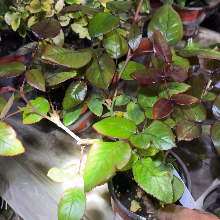 无花朵彩虹漩涡小苗