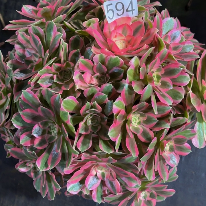 00000000000594女巫