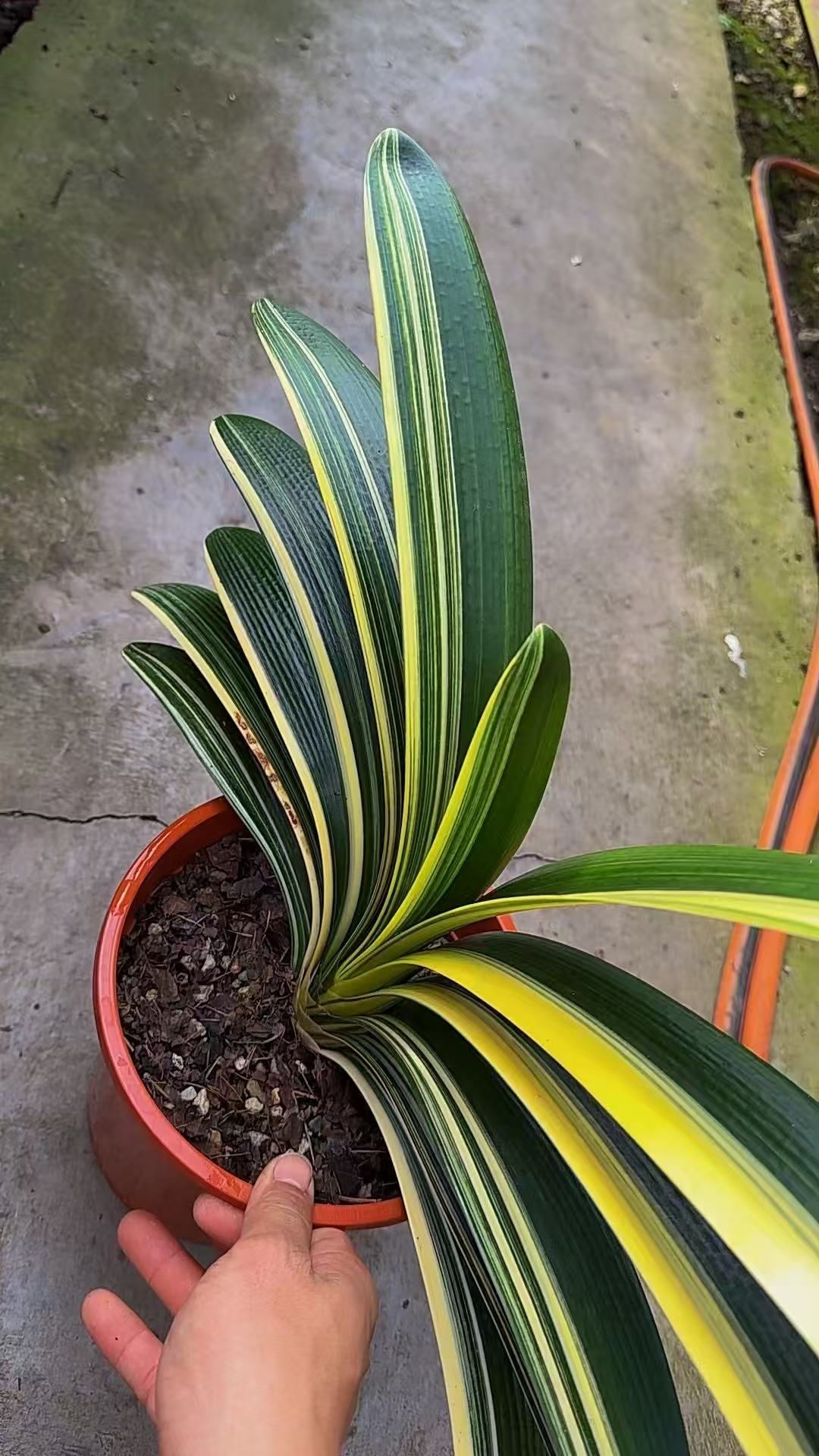 君子兰彩兰一物一拍