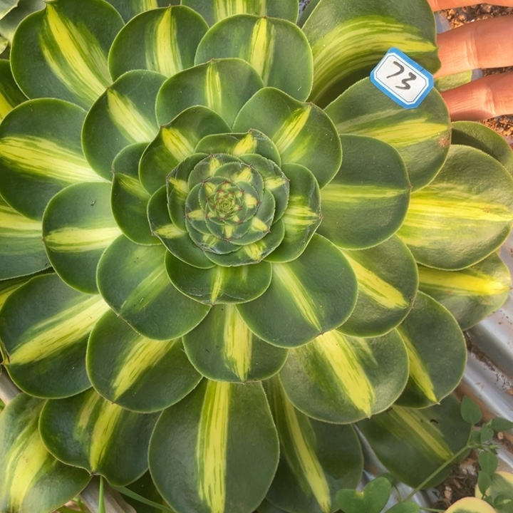 红陶73暴君法师锦锦锦锦