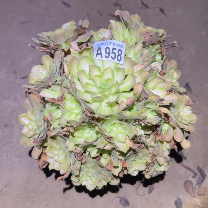 韶华！不包断枝……多肉植物