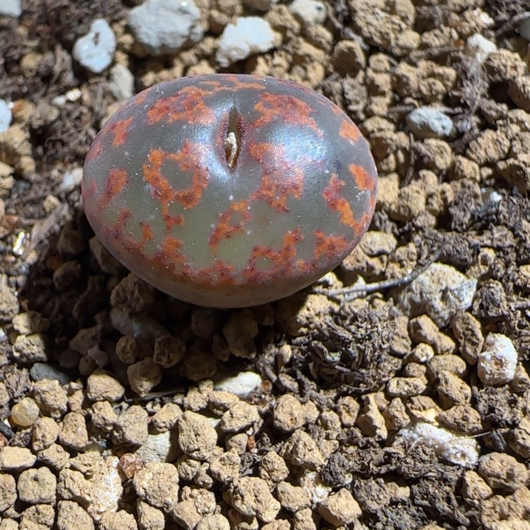 肉锥多肉植物组合-ap正红色酒红勋章815