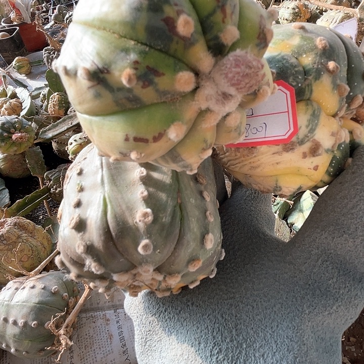 完全开放兜兜兜3