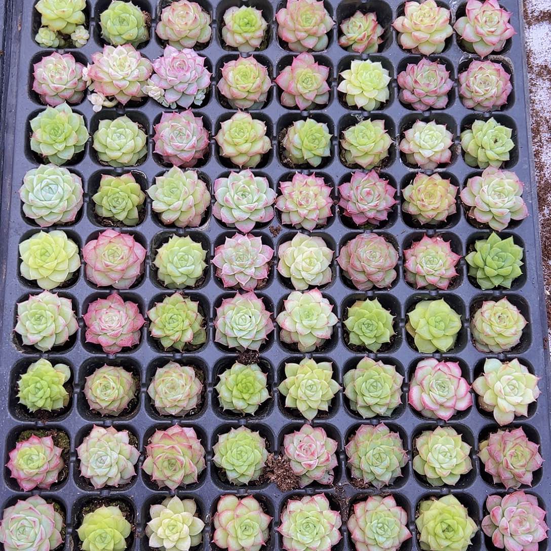 穴盘女王麦秆5颗19包邮多肉