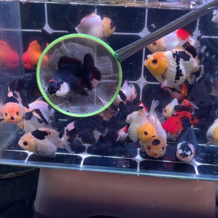 金鱼背麒有折福利