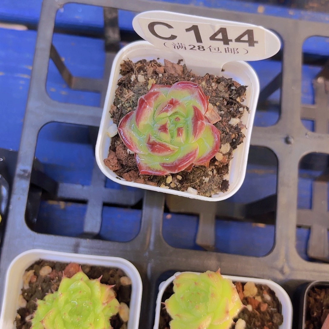 C144夜魔侠一物一拍