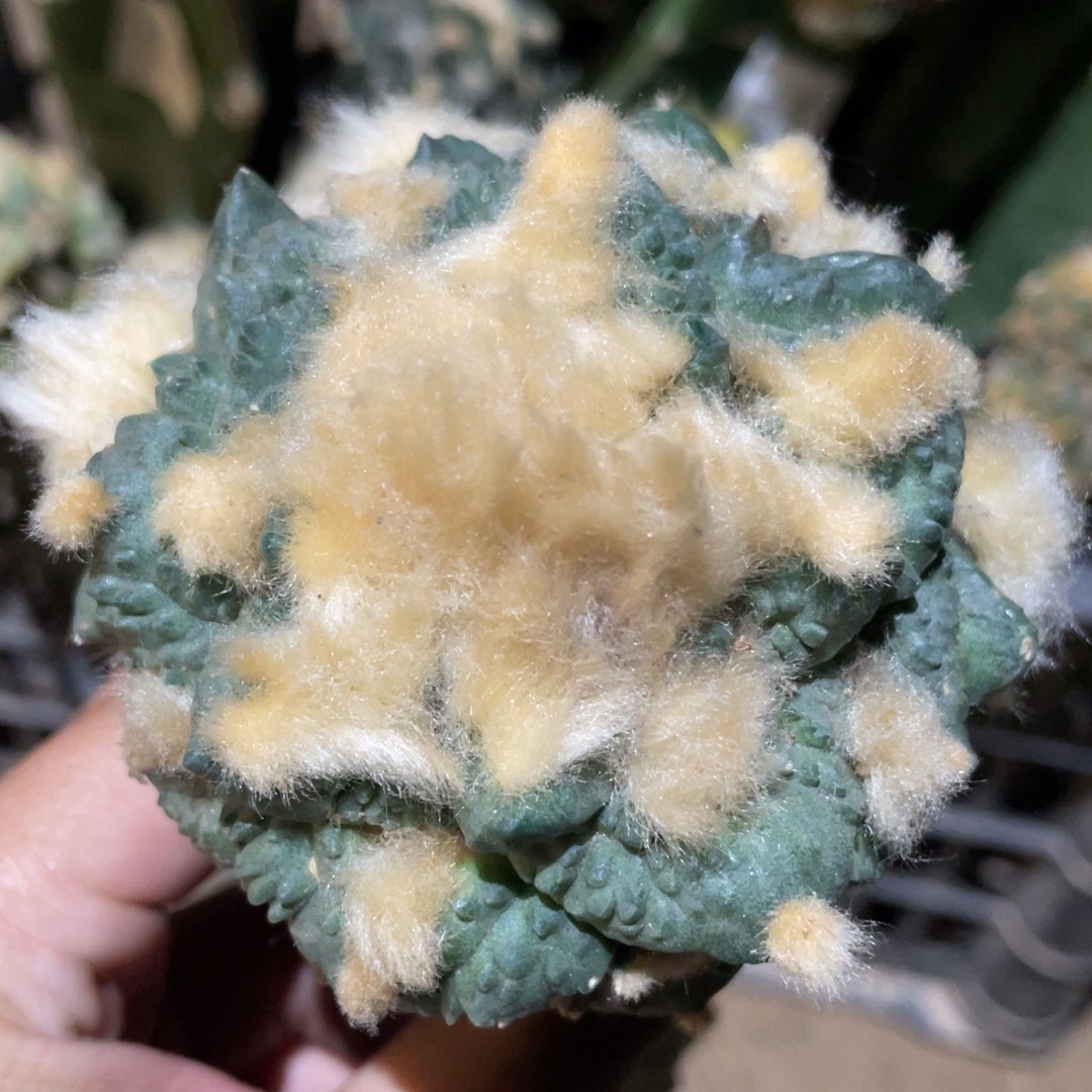 龟甲杂怒  891 仙人球