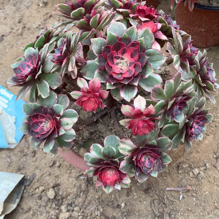 黑魔锦手捧老桩-1多肉植物