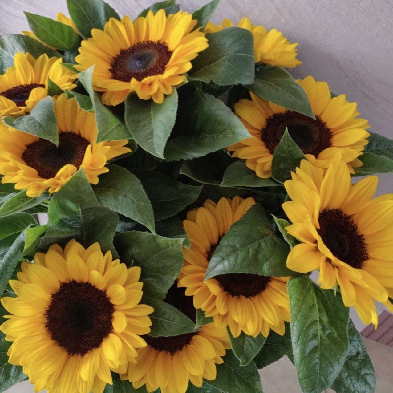 向日葵，杆子好，新鲜