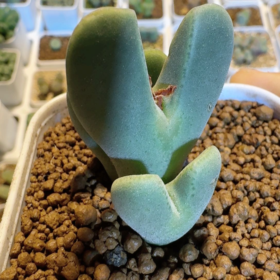 脱土发货.............