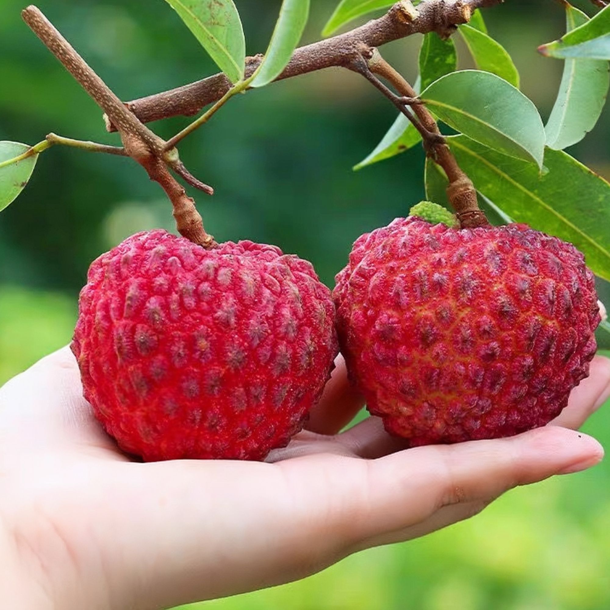 顺丰冷链/EMS空运明日达广西钦州灵山直采新棠红贵妃红老树果现摘