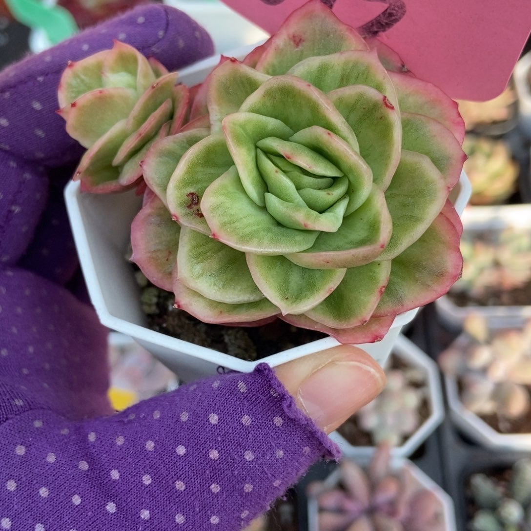 693冰玫瑰锦多肉植物