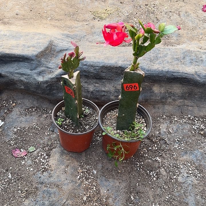 706+696嫁接蟹爪兰：黄金+贵族红（黄金无花苞）