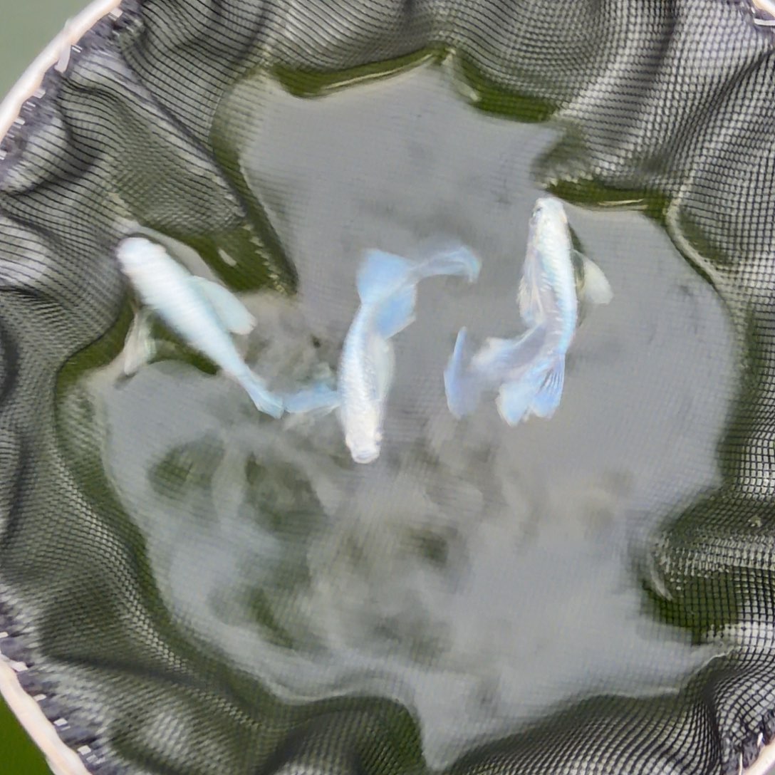 青鳉鱼编号 52 天使之翼 3 条