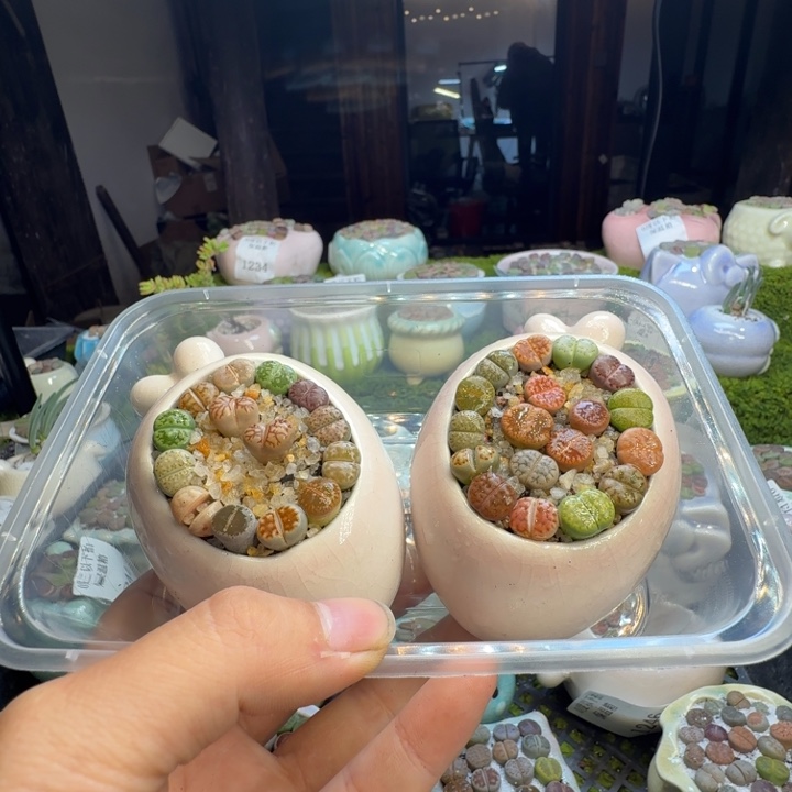 多肉葡萄的味道真的1259