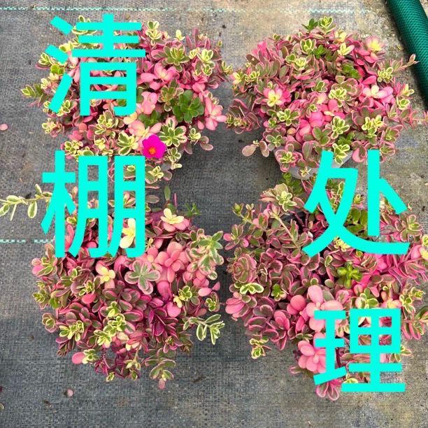 【清棚处理】夏季好养多年生草本锦叶太阳花可扦插绿植满盆发货