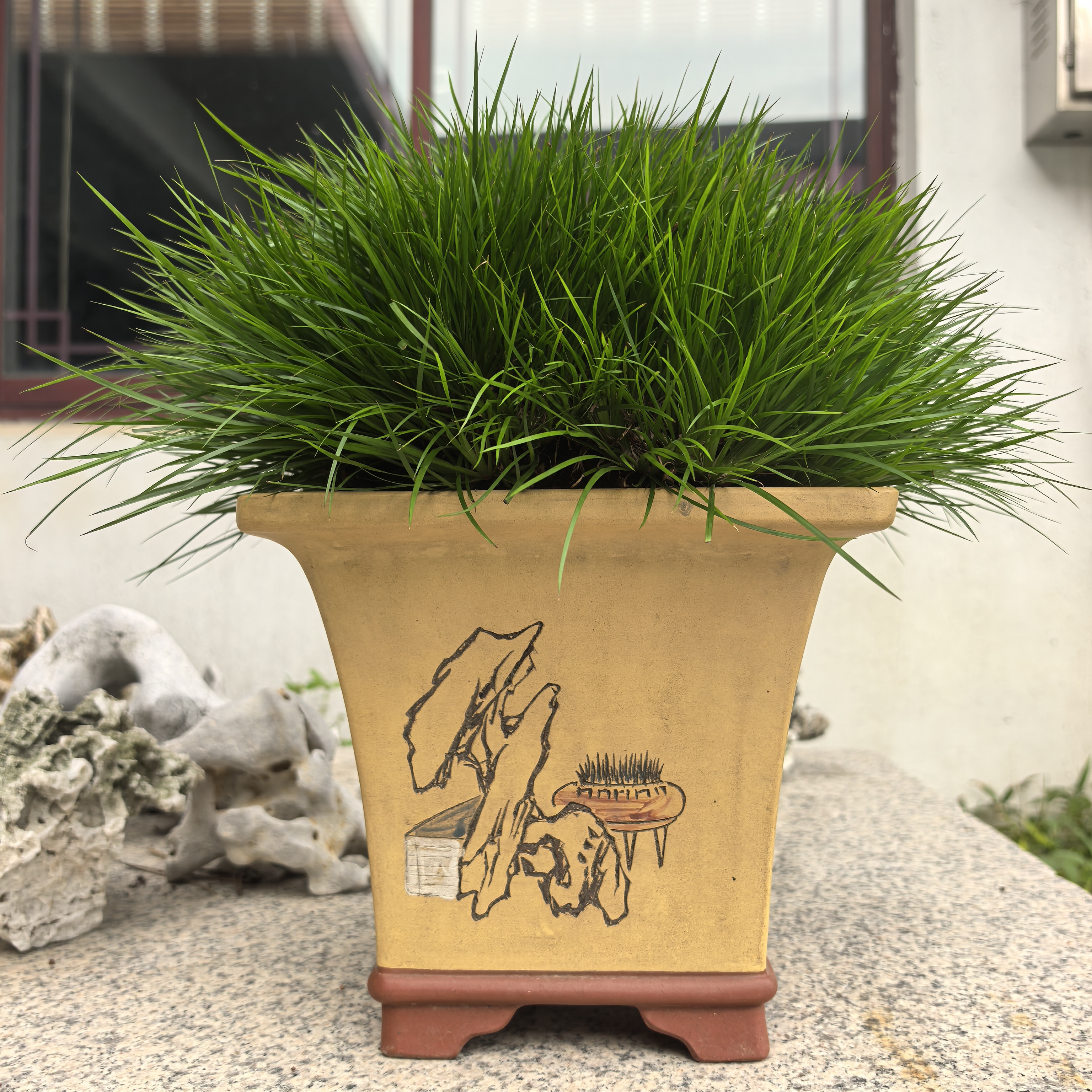 虎须菖蒲绿植菖蒲盆景盆景室内书房桌面装饰四季常青造景植物