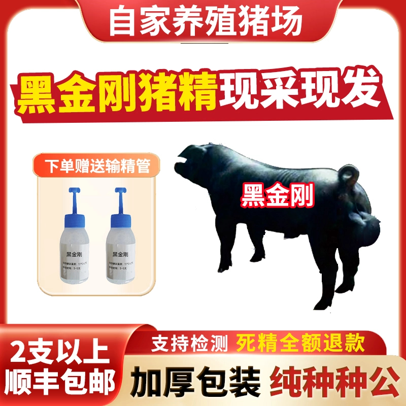 【黑金刚】60ml兽用优质精液黑猪精母猪配种人工授精当天现采现发