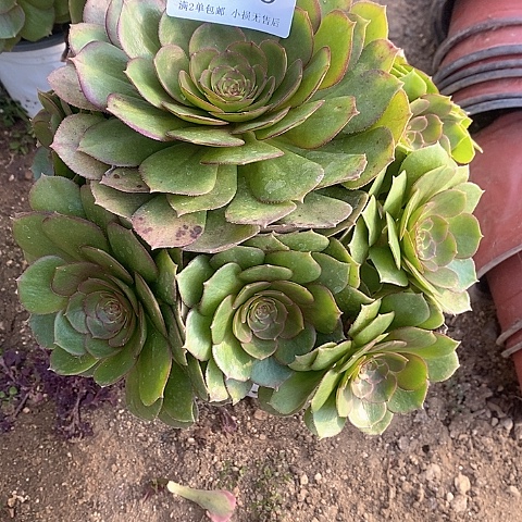 378万圣节多肉法师锦