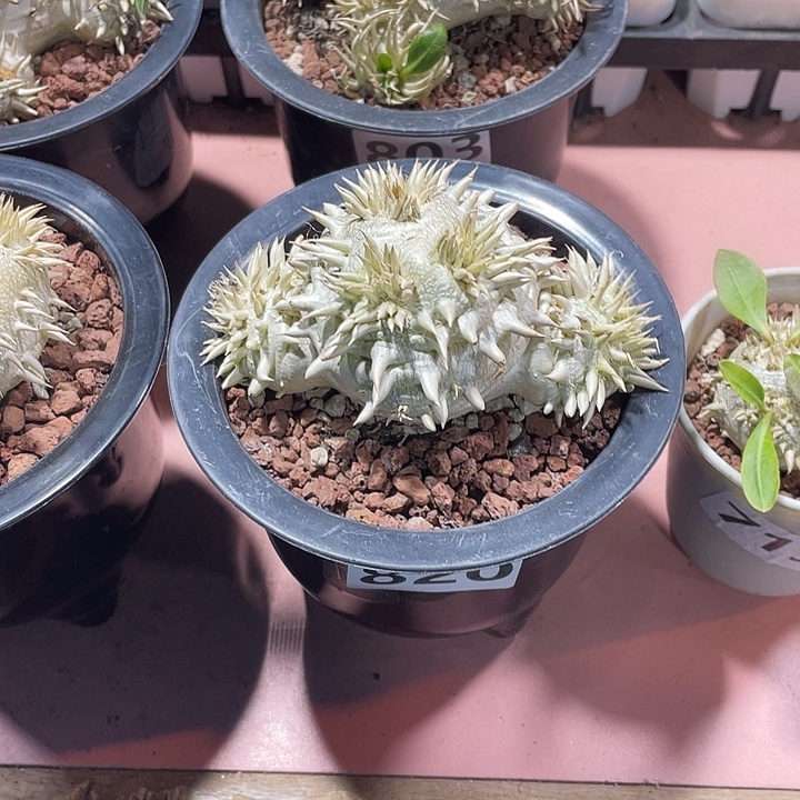 浮***️820超大惠比须笑块根