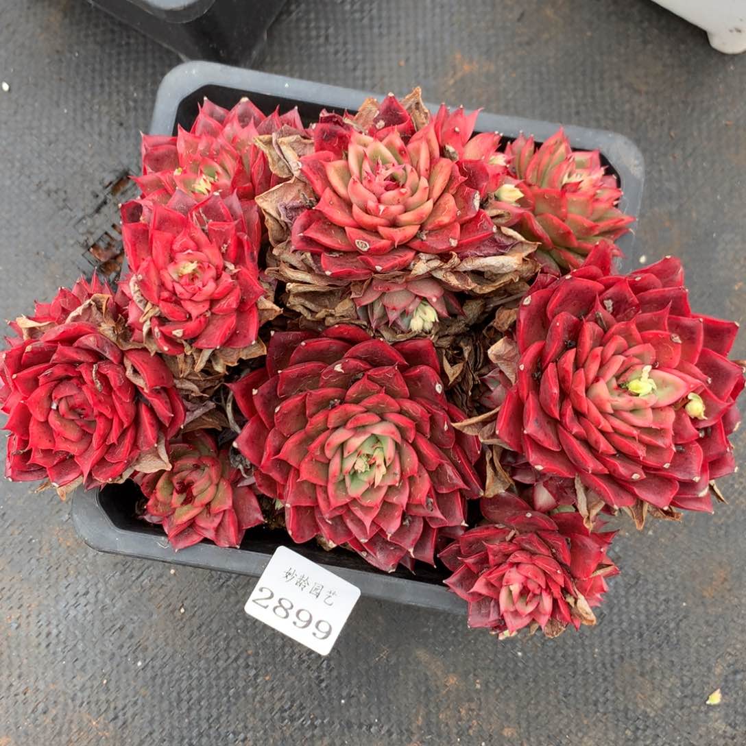 2899心开花介意不拍20厘米