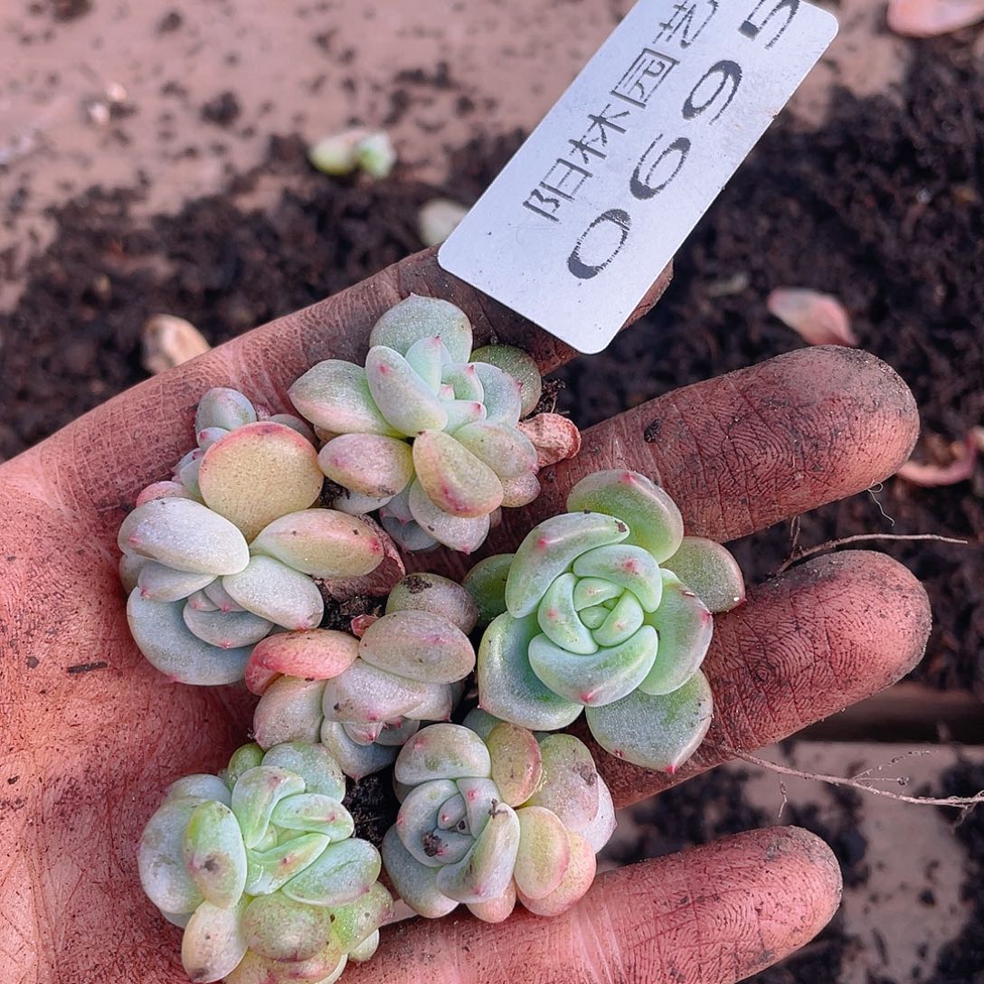 多肉植物多肉植物695