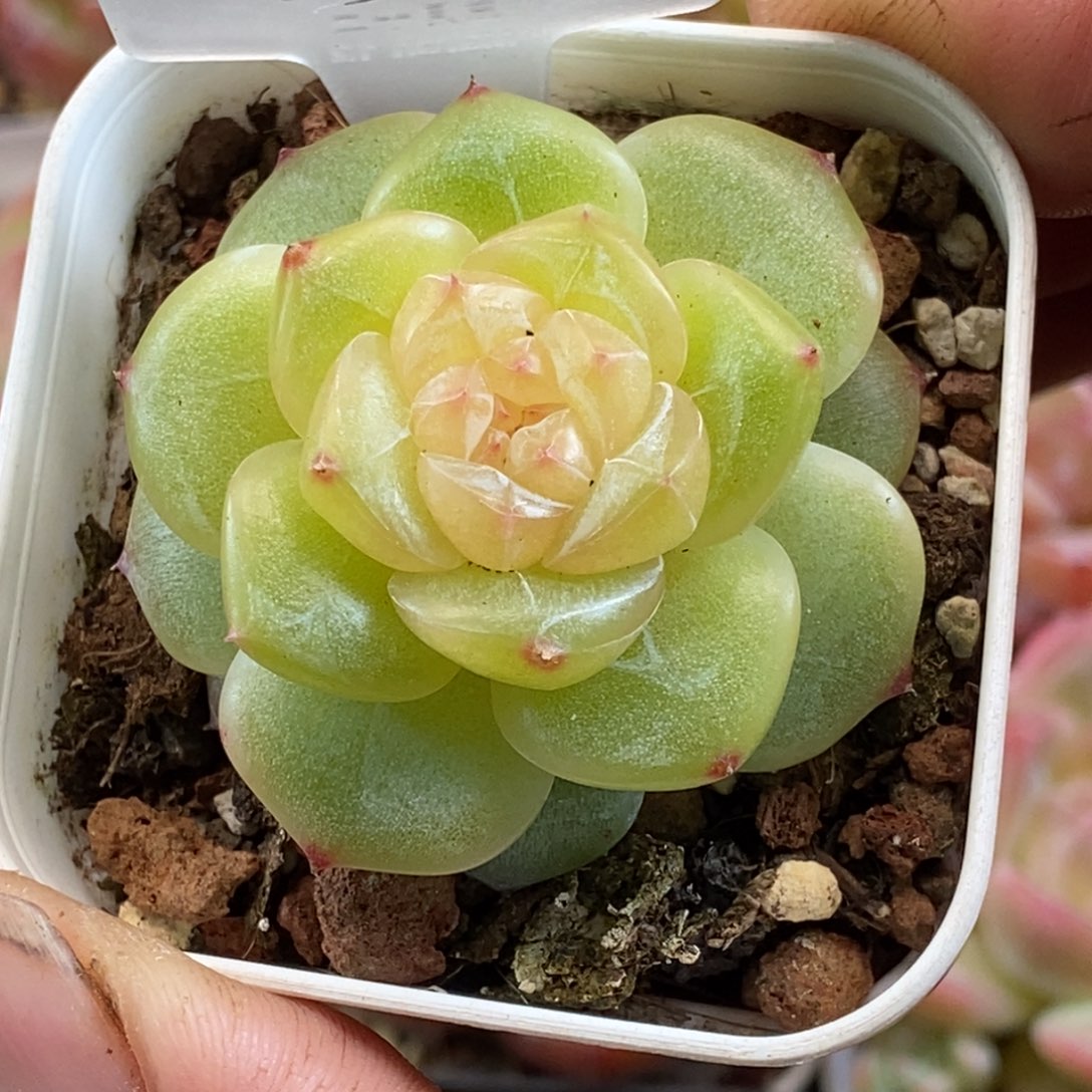天官赐福百无禁忌