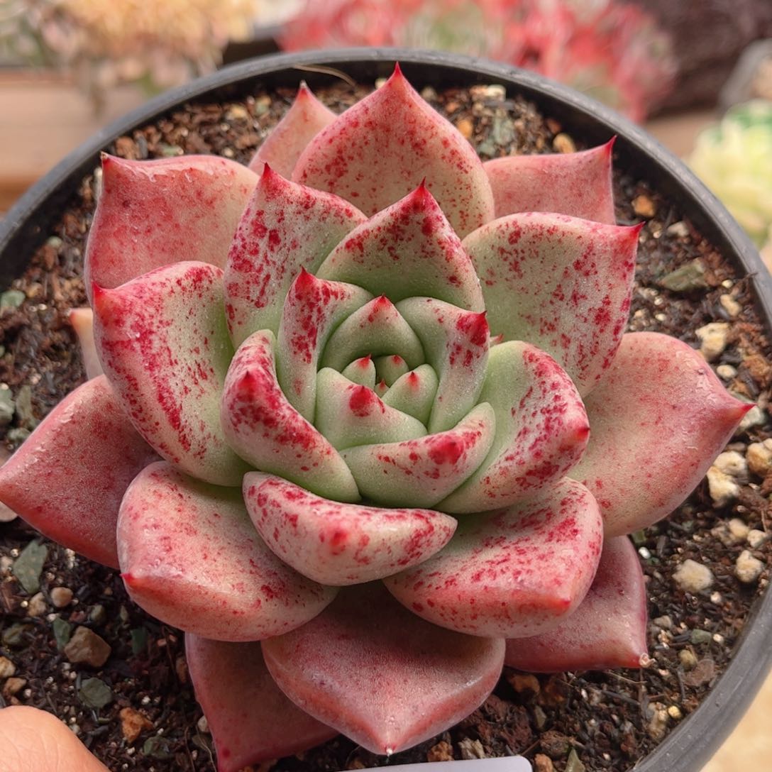 768红颜蜜语德华多肉