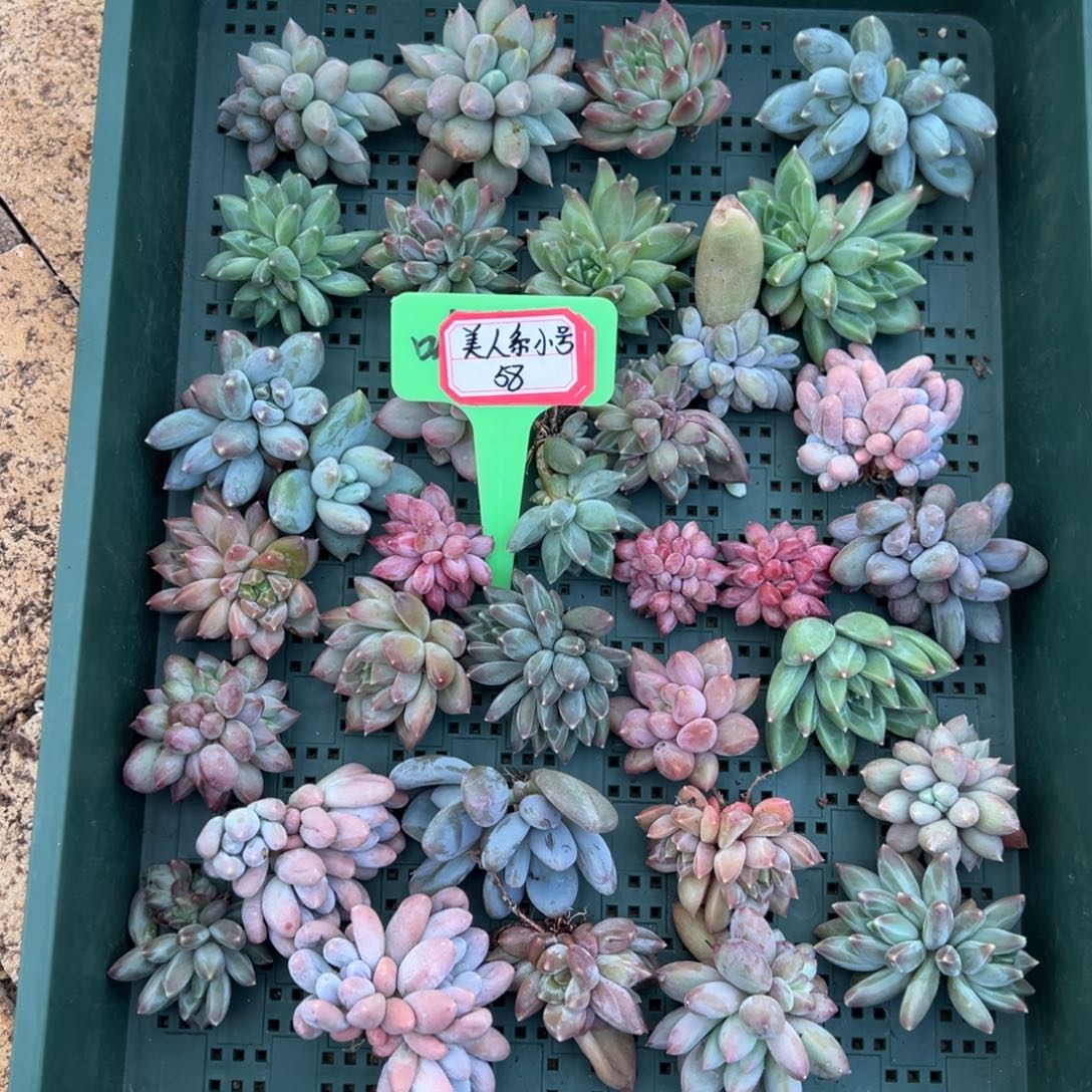 美人系小号 一框包邮。  