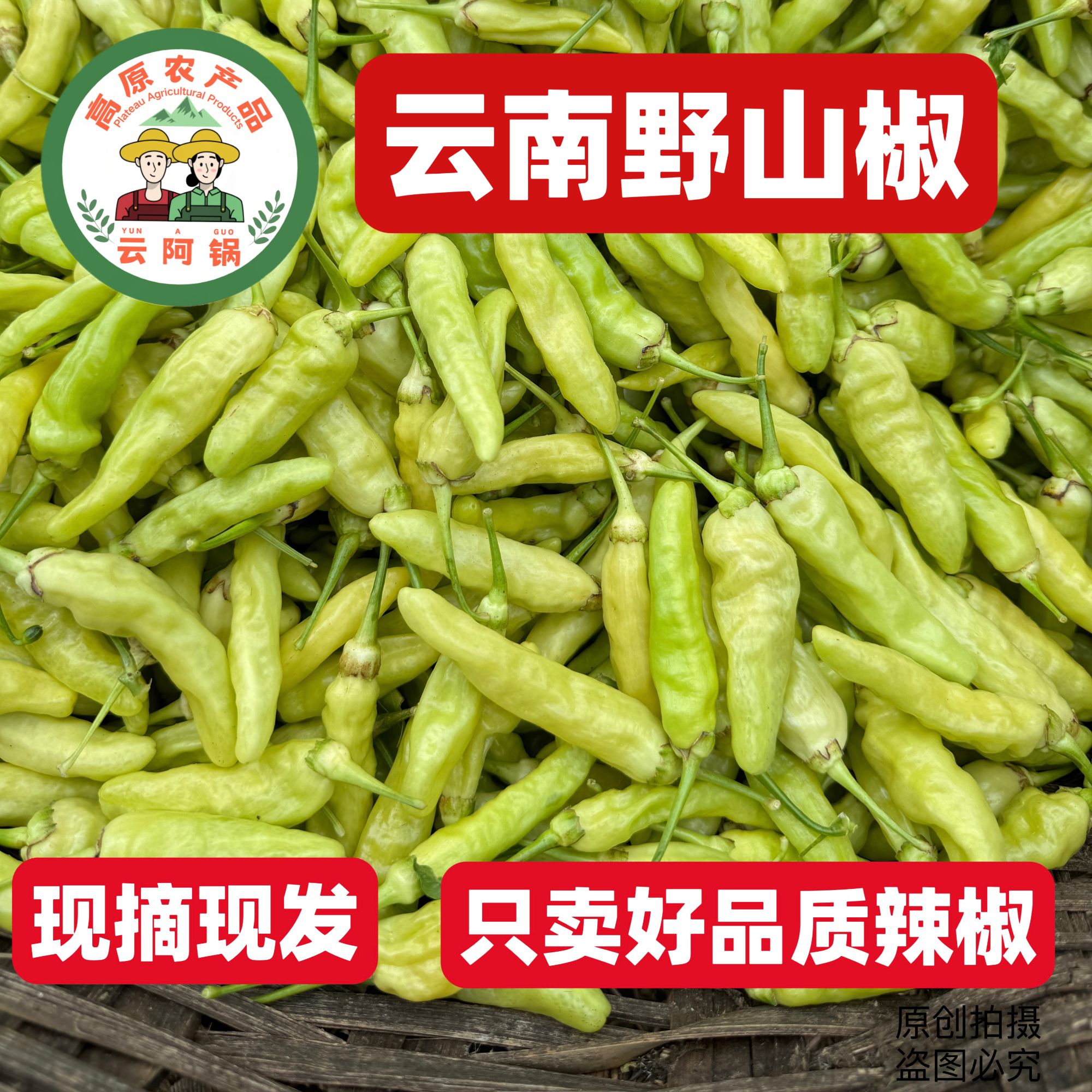 【当天采摘】云南野山椒新鲜皱皮白米辣特辣可做泡椒腌菜现摘现发