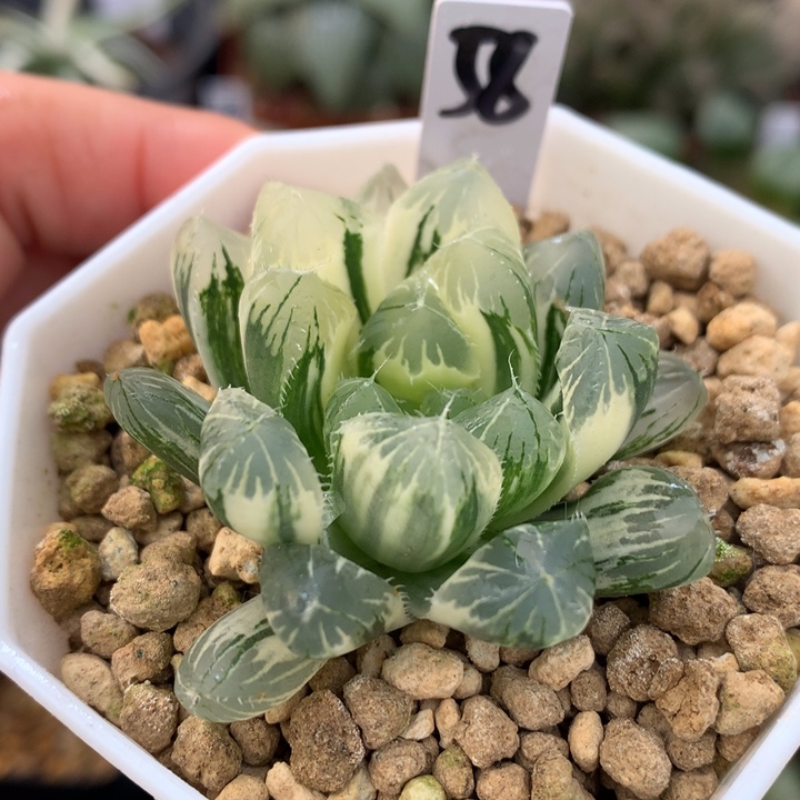 夏末玉露锦，带盆一起