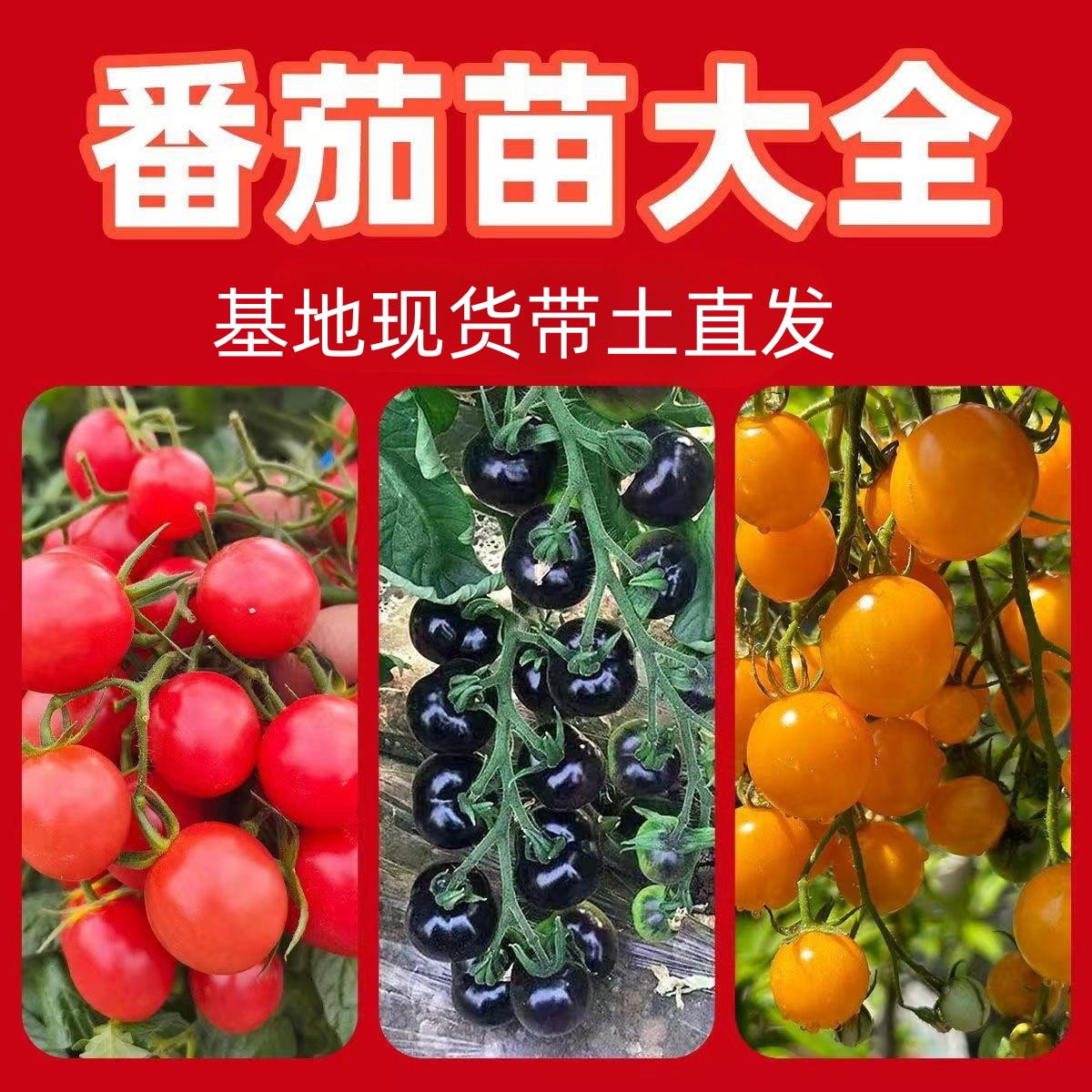 番茄秧苗大全各种西红柿秧苗大红番茄苗黑珍珠番茄苗红珍珠番茄苗