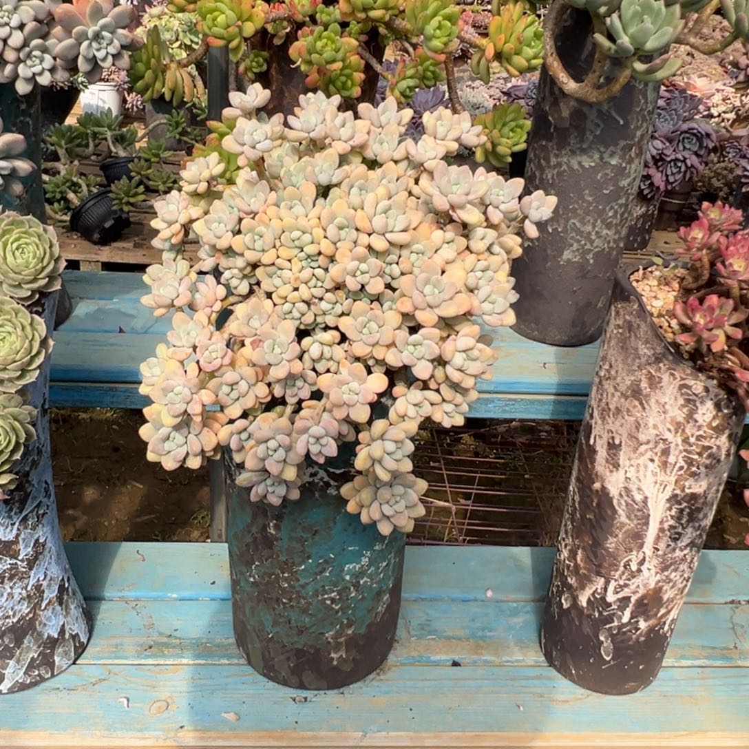 精品雪酪蛋糕妖桩 裸根