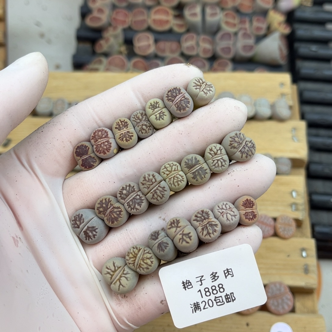 小***媽1888号一首小菊发货