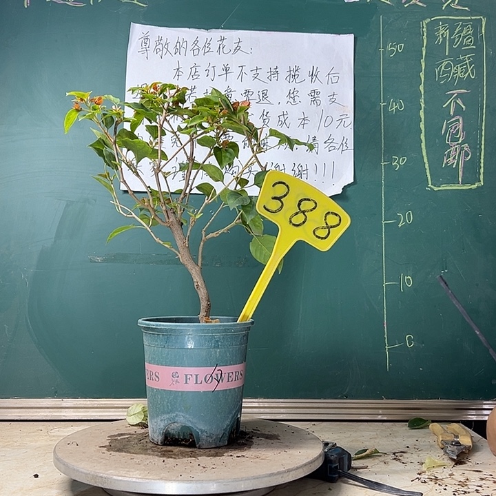 当前无花栽培后可以开花暗斑夕阳红 388