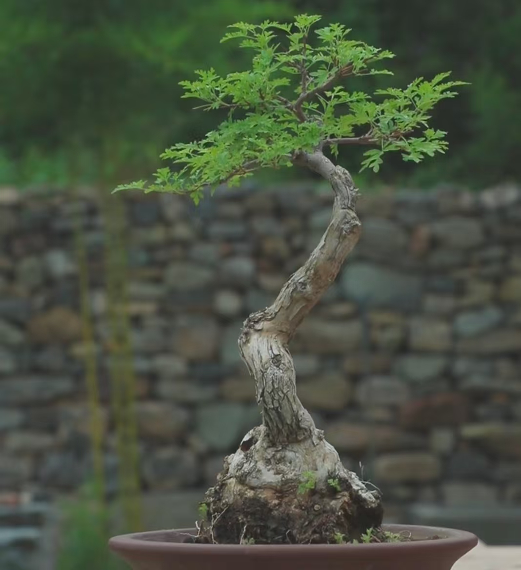 黄荆盆景素材直播间一物一拍发货