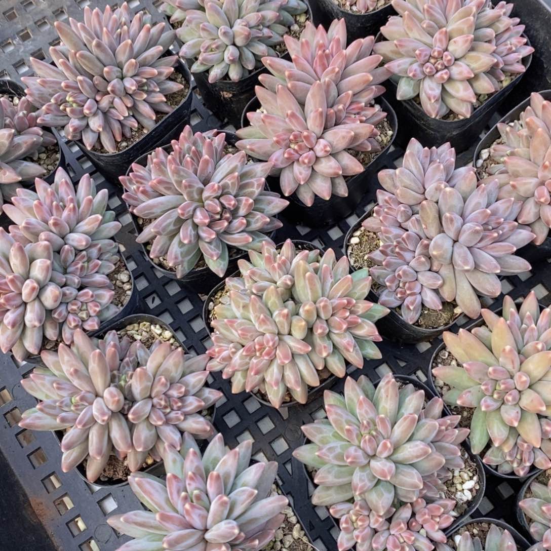 量拍56号 精品伊卡鲁斯多头群一个