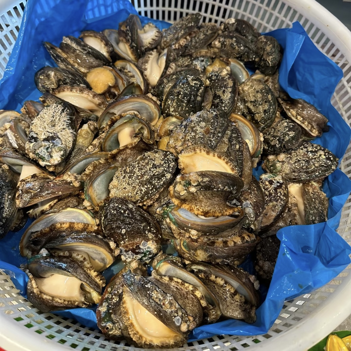 鲜活15头鲍鱼/只