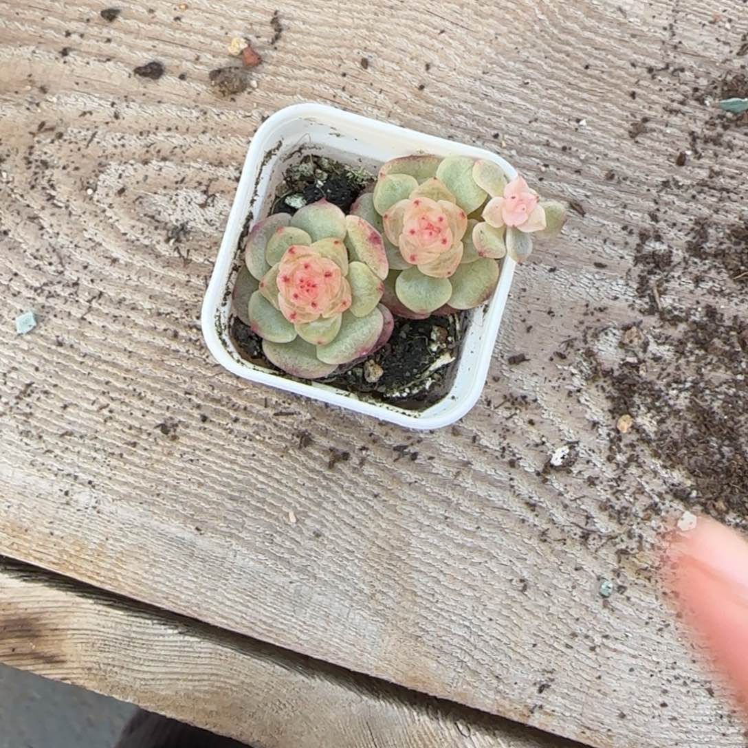 743 相柳一个满25包邮