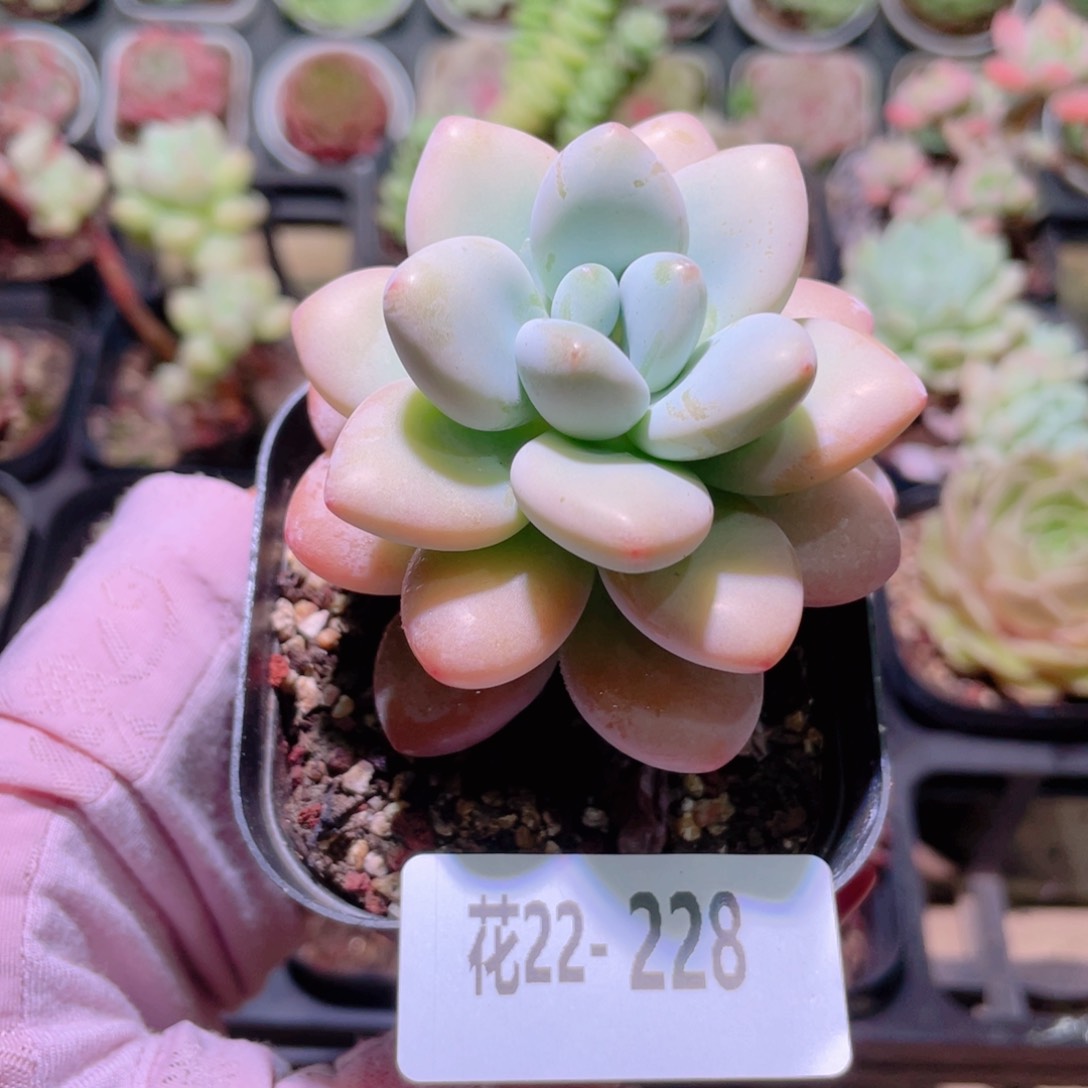 花利美22-228洛神