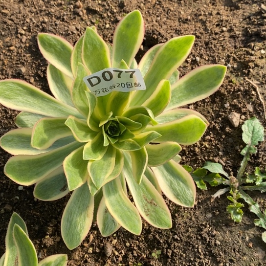 077青莲多肉植物