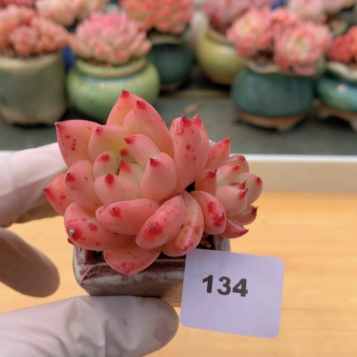 一物一拍满38包邮 134
