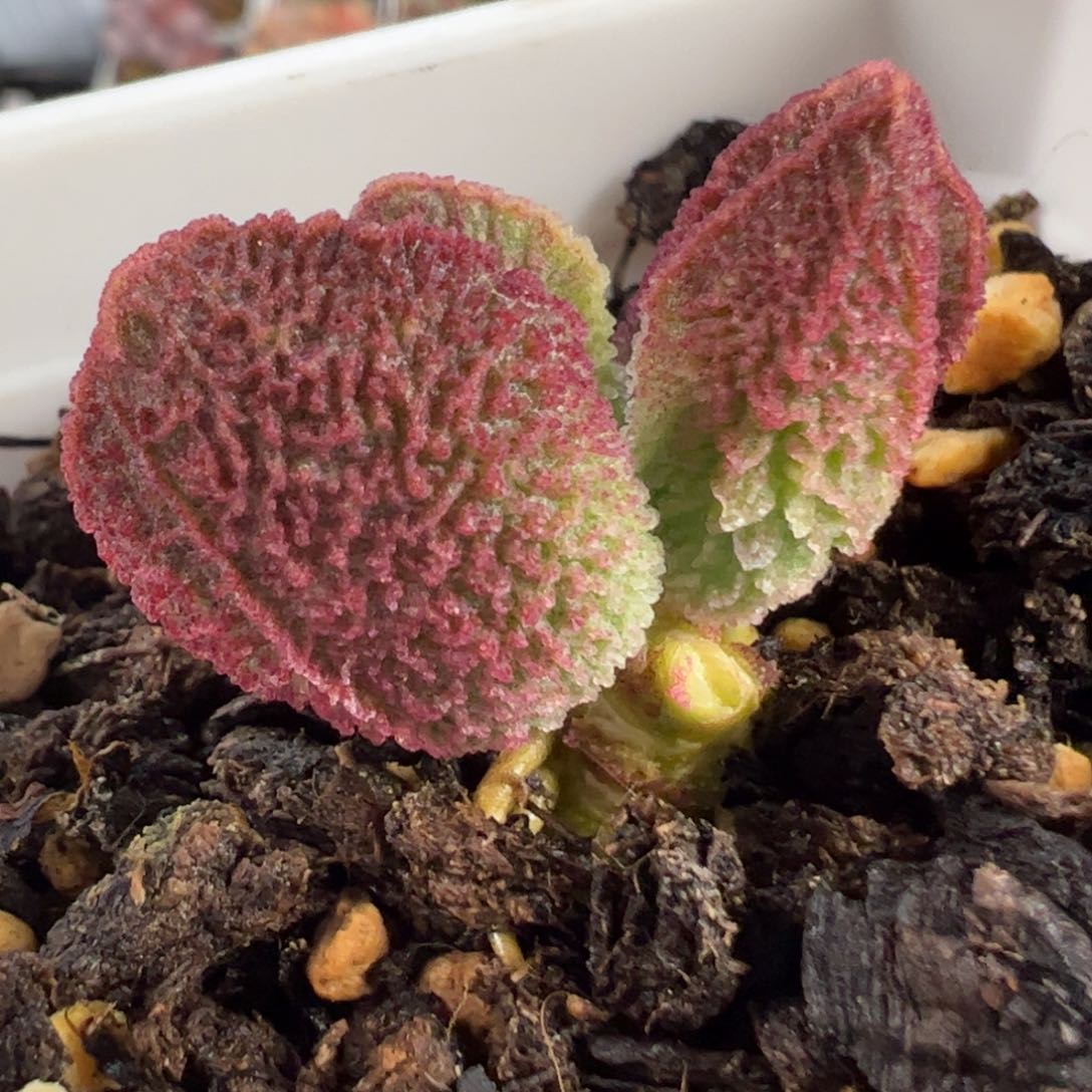 182号实生新品多肉植物