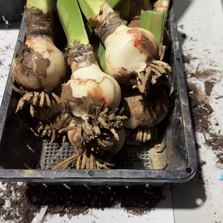 月光女神朱顶红一棵5.0