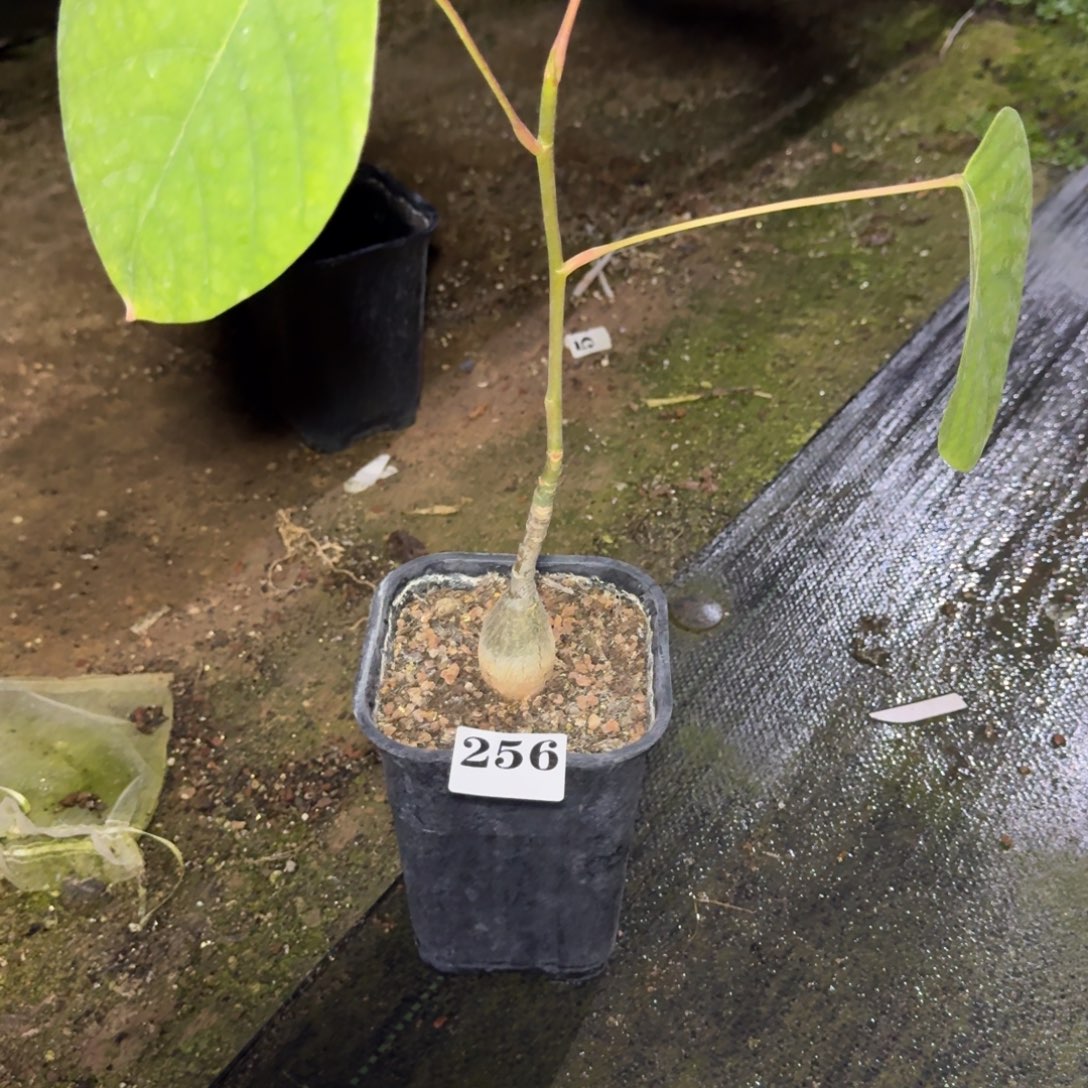 S***,龟甲木棉实生脱土多肉植物