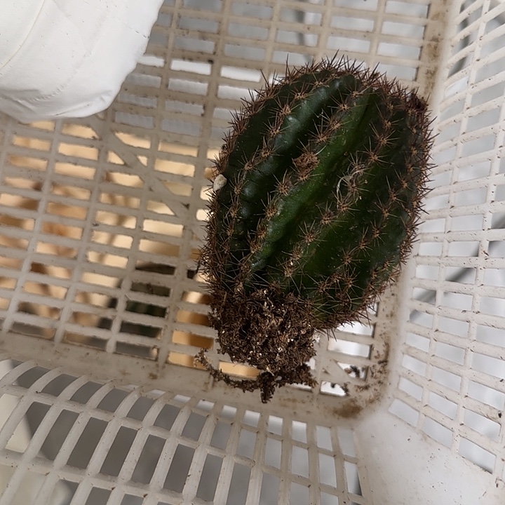 仙人球带根初见根根