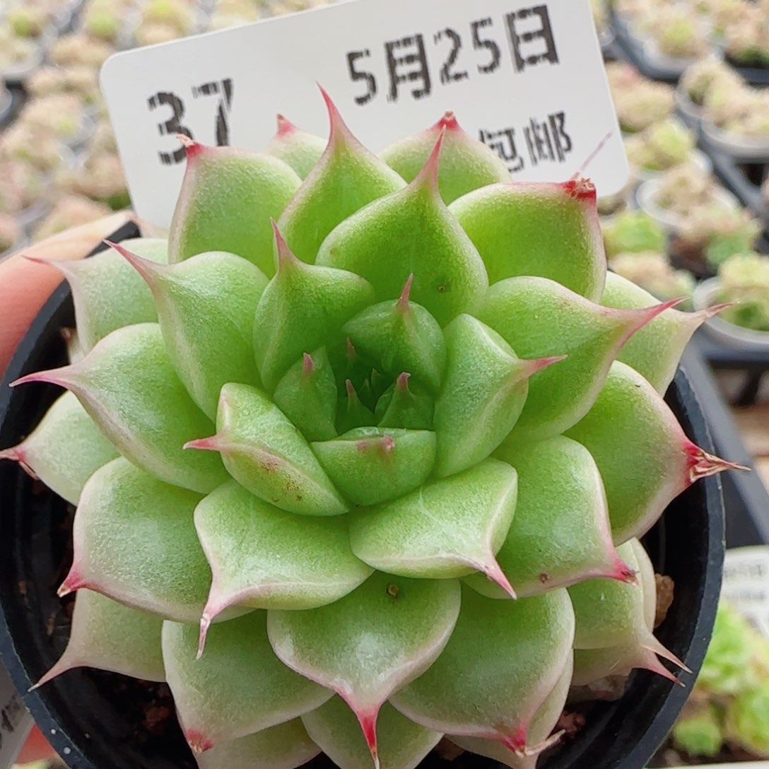 花语逸境0525-37糖心海王