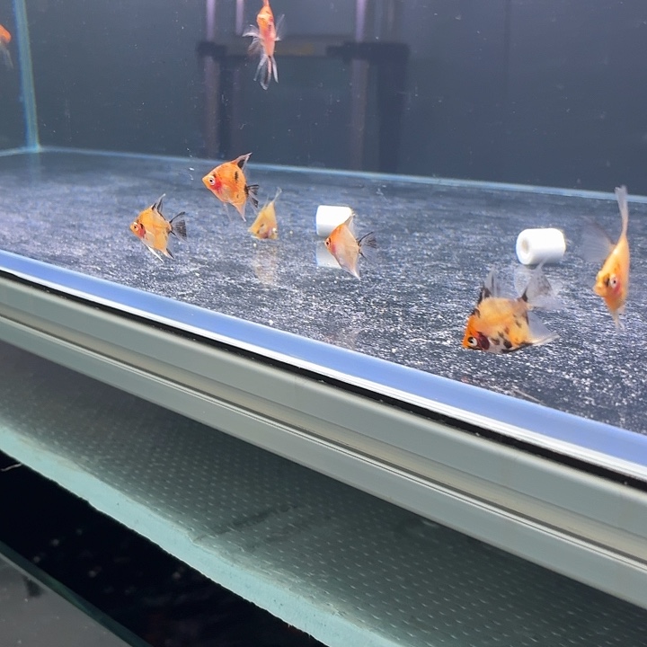 神仙鱼大红袍燕鱼肉身2-3厘米五条