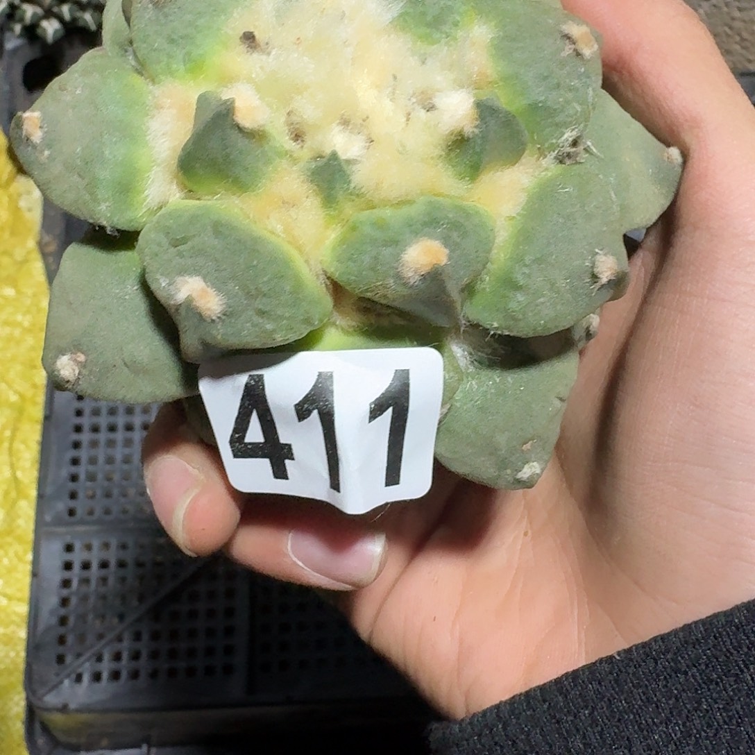 411号勾尤牡丹一颗