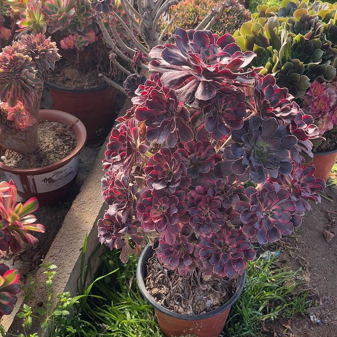 14丽娜法师多肉植物